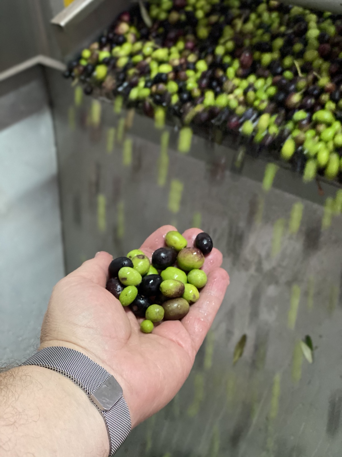 Selezione olive a mano