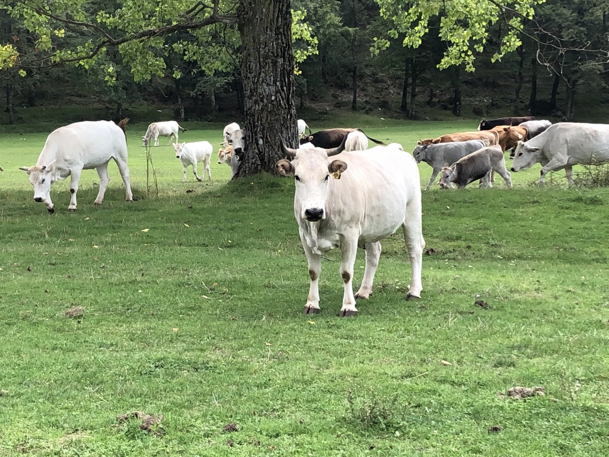 Mucca bianca al pascolo sotto un albero